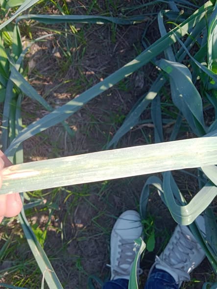 كرات ايي نوع الاصابه والعلاج